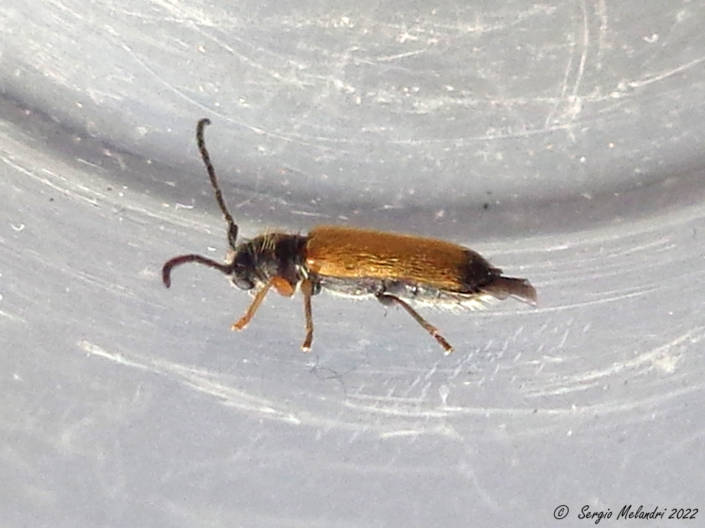 Cerambycidae ?  S, Tetrops praeustus, maschio